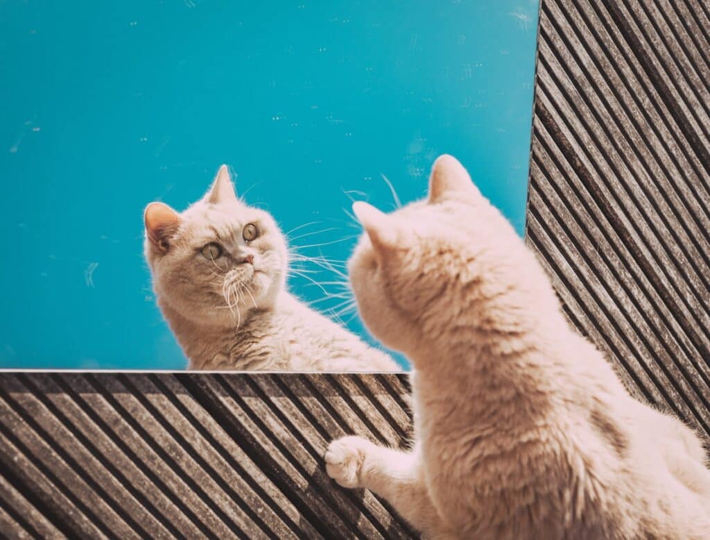 Кот