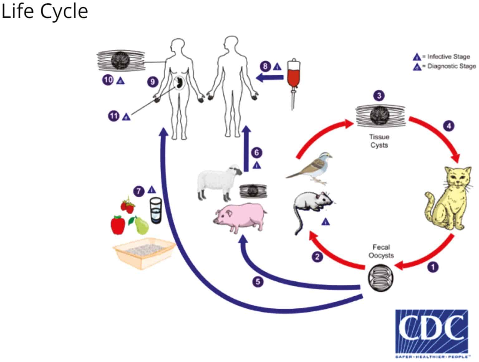 Toxoplasma gondii. Toxoplasma gondii жизненный цикл. Схема развития Toxoplasma gondii. Цикл токсоплазмы гондии. Toxoplasma gondii инвазионная стадия.