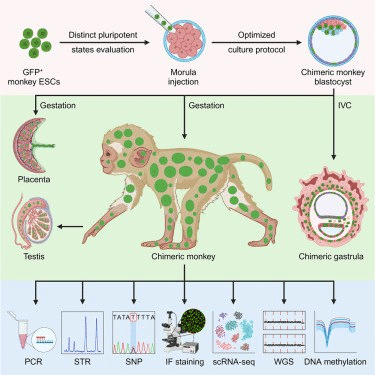 На рисунке показан процесс, в котором участвуют «светящиеся» плюрипотентные клетки: в том числе то, как формируется ранняя эмбриональная многоклеточная гаструла, позволяющая плоду развиться в химерную обезьяну / © Cao et al / Cell