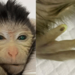 Генетики впервые получили «настоящую» обезьяну-химеру
