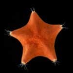 Биологи узнали, где у морских звезд голова