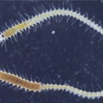 Ученые объяснили, как морские черви научились «отбрасывать хвост» с мозгом и глазами для размножения