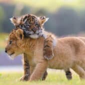 Детеныши тигра и льва