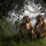 Опубликованы снимки конкурса «Фотограф года дикой природы — 2023», понравившиеся зрителям