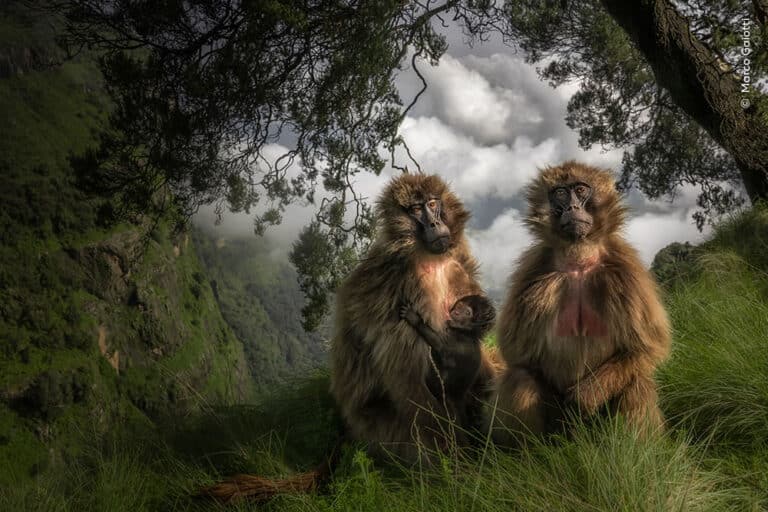 «Степные приматы» / © Marco Gaiotti