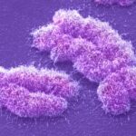 Физики «увидели» случайные петли в хромосомах