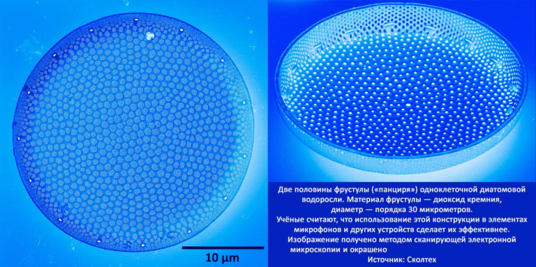 Панцири микроскопических водорослей вдохновили создание ультразвуковых медицинских датчиков