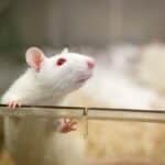 Мыши впервые узнали себя в зеркале, после чего биологи отключили им это умение
