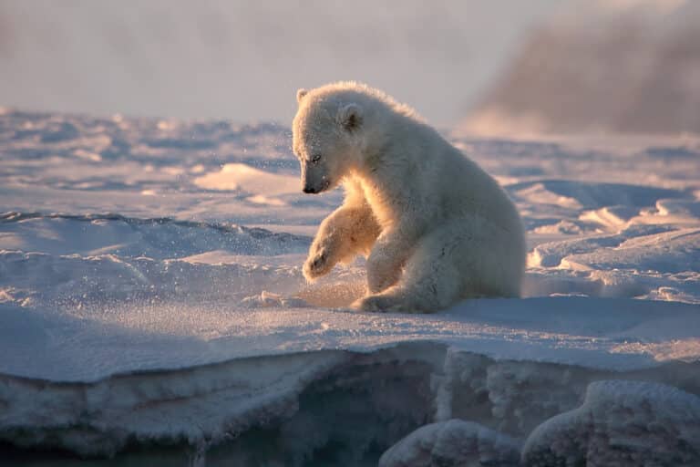 Высокая оценка: белый медвежонок на архипелаге Шпицберген / © Judith Kuhn