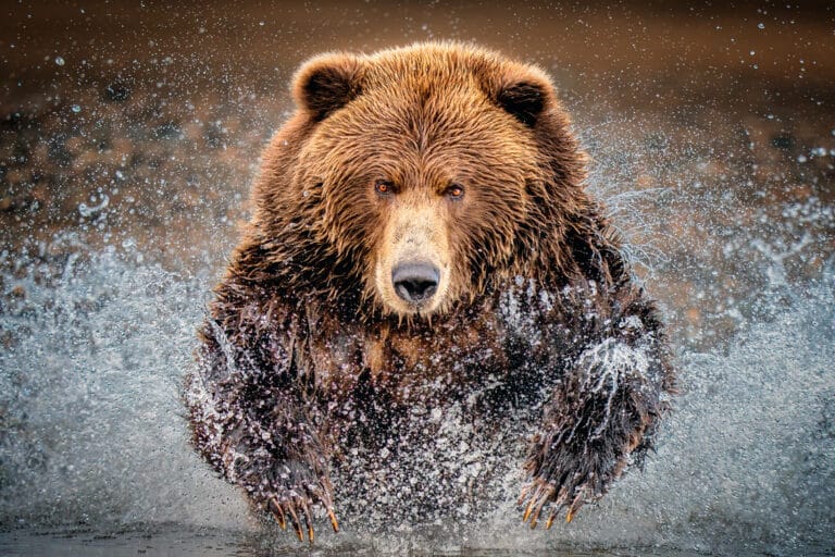 Высокая оценка: медведь пересекает реку, в которой ловил лосось / © Elizabeth Yicheng Shen