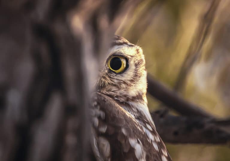 Высокая оценка: маленькая сова прячется на дереве в ОАЭ / © Lynn Emery