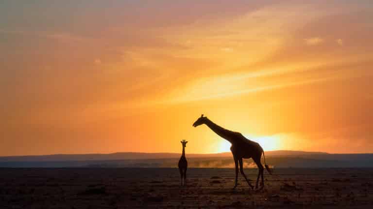 Высокая оценка: самка жирафа и ее детеныш встречают рассвет / © Xi XU 