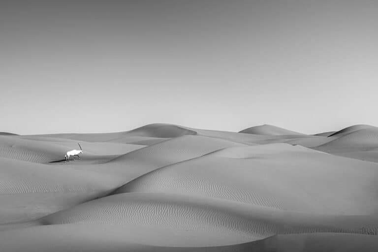 Снимок победителя: «Величественный обитатель пустыни» / © Antonio Coelho