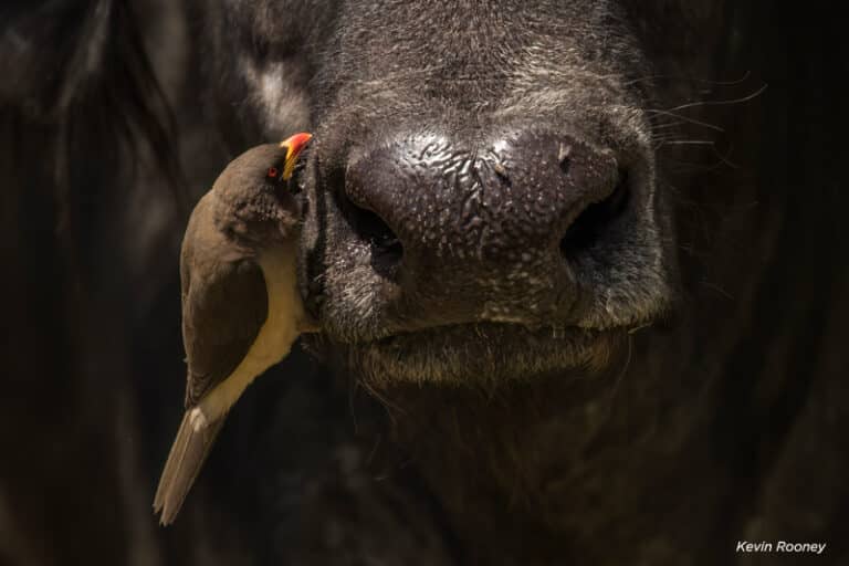 Третье место: «Процесс чистки носа буйвола» / © Kevin Rooney