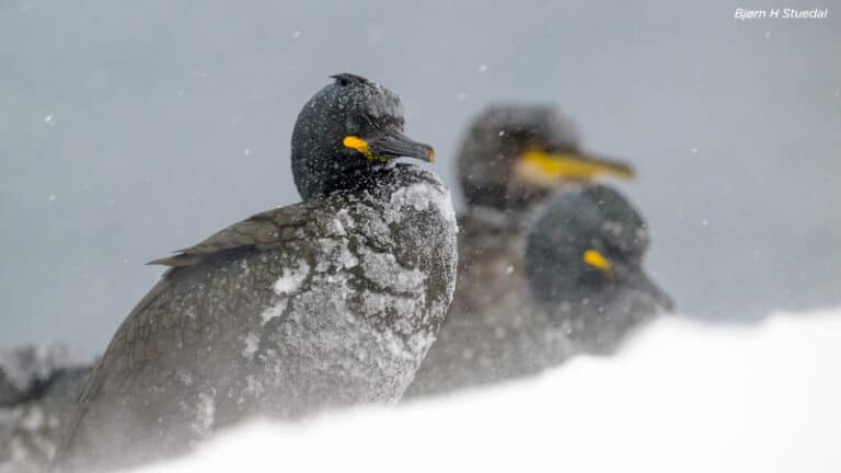 Выбор судей: птицы в снегу / © Bjørn H Stuedal