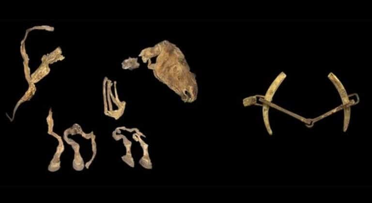 Останки древнего коня и фрагменты его снаряжения / © W. Taylor and J. Bayarsaikhan