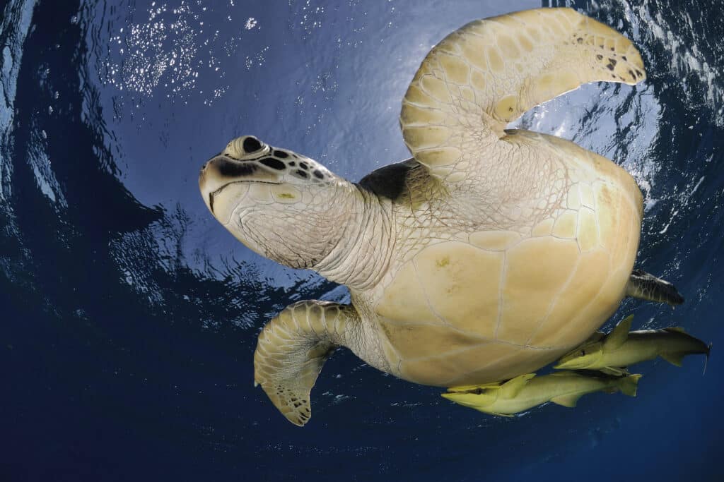 Зеленая черепаха Chelonia mydas