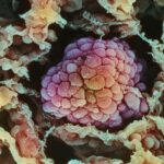 В МФТИ разработали таргосомы — наночастицы для лечения и диагностики рака