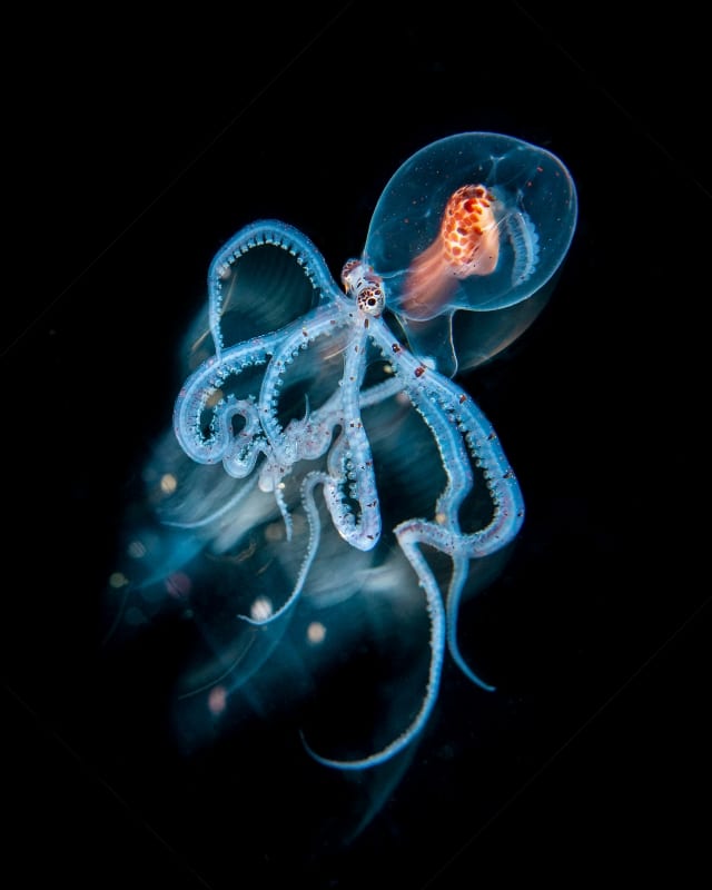 Третье место в категории «Черная вода»: «Сверкающий вундерпус [вид головоногих моллюсков семейства Octopodidae]» / © Magnus Lundgren