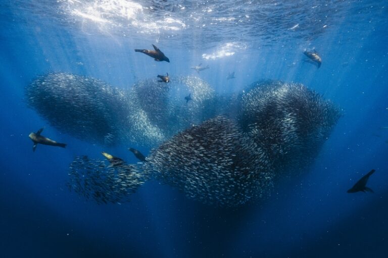 Первое место в категории «Традиционная подводная фотография»: «Морские львы за работой» / © Fabien Michenet