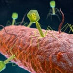 Изучение бактериофага BF23 показало, что вирусы способны справляться с бактериальной рестрикцией и модификацией