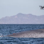 Методы исследований китообразных