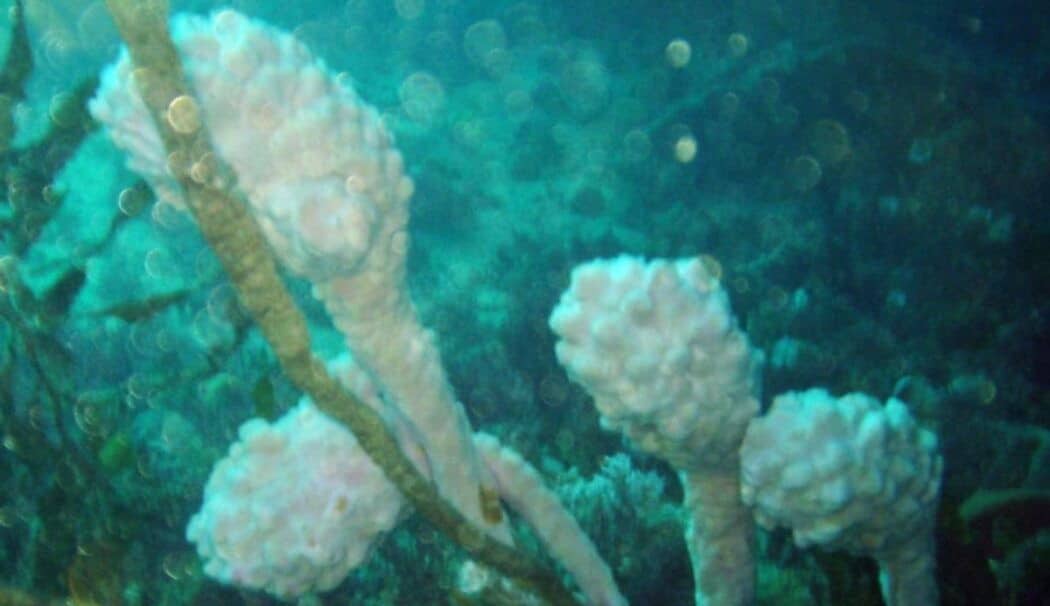 Мероприятие: Хордовые