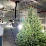 Эксперимент показал, как живые новогодние деревья влияют на состав воздуха в комнате