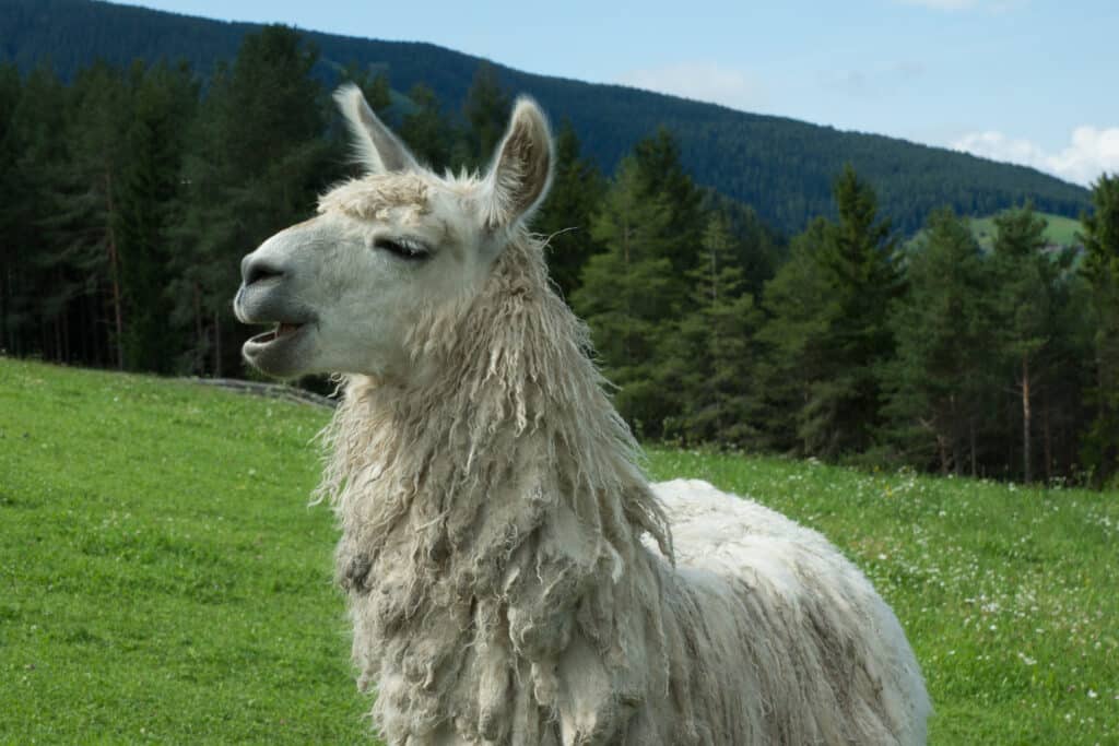 Лама Lama glama