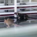 Новая линия мышей от нейробиологов ННГУ поможет в борьбе с эпилепсией