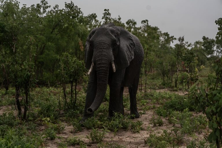 Слон во время дождя / © AFP