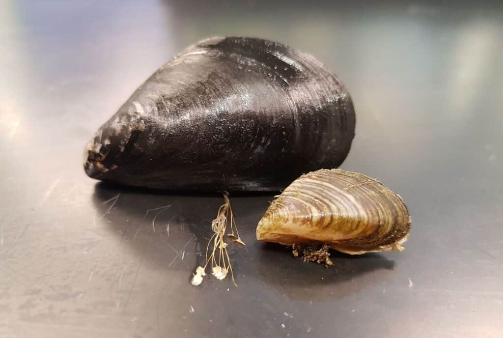 Двустворки Mytilus edulis, Dreissena bugensis