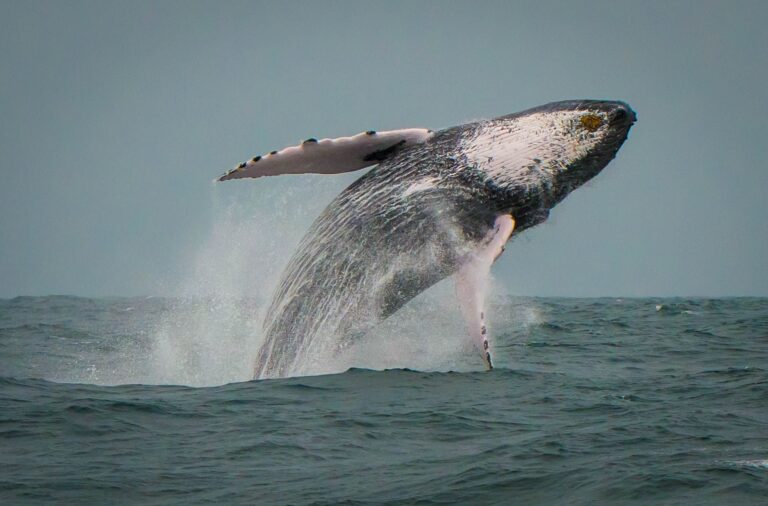 Усатый кит