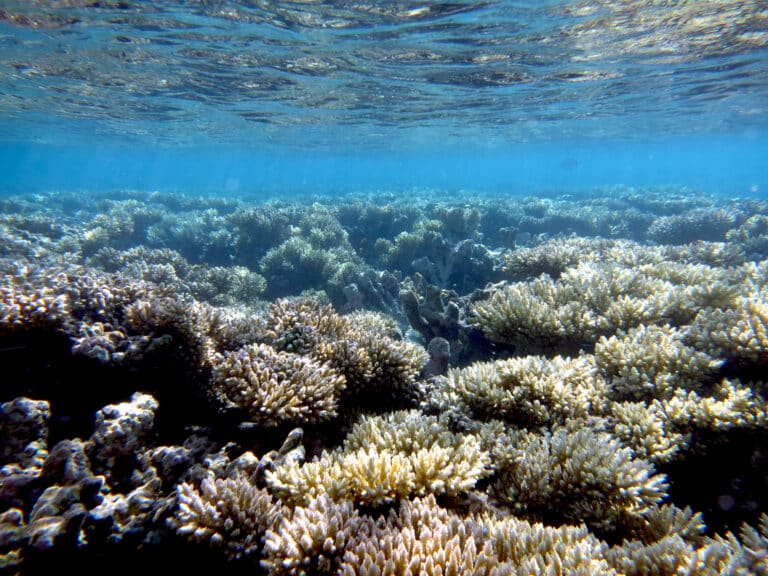 Кораллы, которые исследовали ученые