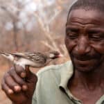 Птицы-медоуказчики научились распознавать языки местных африканских племен