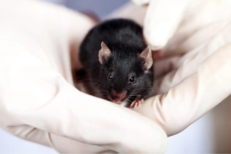 Лабораторная мышь / © Depositphotos 
