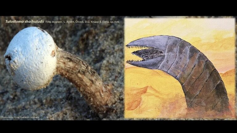  Коллаж из изображений нового вида грибов Tulostoma shaihuludii (слева) и песчаного червя Шаи-Хулуда (справа) / © photo by Péter Finy; illustration by Dániel G. Knapp (CC BY 4.0)  
