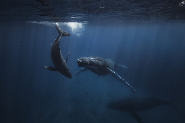 Горбатые киты / © Getty Images