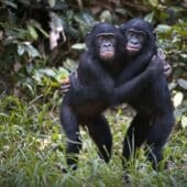 обезьяны бонобо
