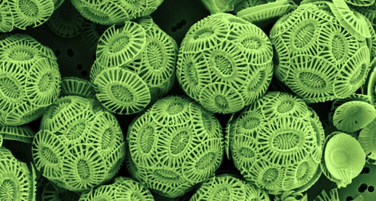 Кокколитофориды — одноклеточные водоросли