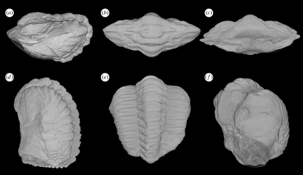 Микротомография Ceraurus pleurexanthemus