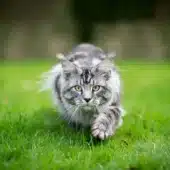 кот на охоте