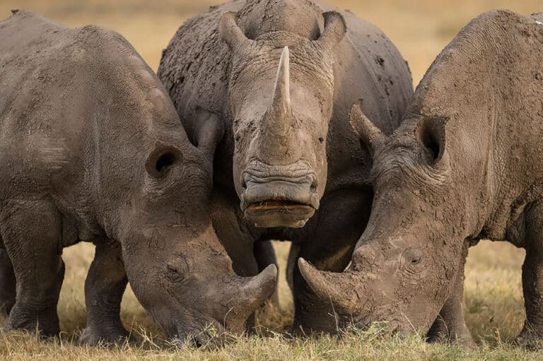 Снимок абсолютного победителя:  «Три белых носорога», природный заповедник Ол Педжета, Наньюки, Кения / © Hector D. Astorga