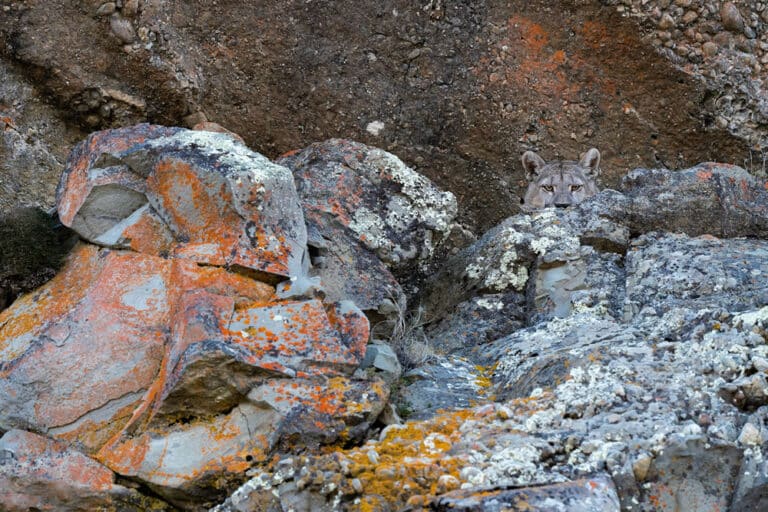 Высокая оценка: «Прячущаяся серая пума», Торрес-дель-Пейн, Патагония, Чили / © Casey Klebba