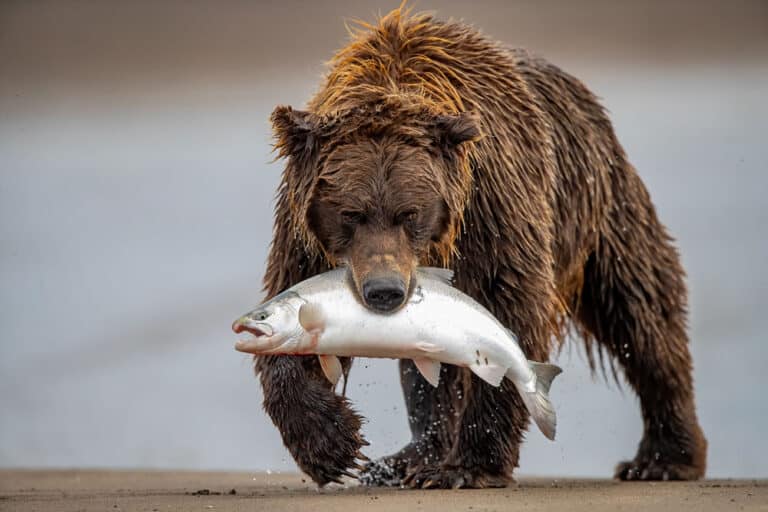 Высокая оценка: «Бурый медведь и лосось», национальный парк Лейк-Кларк, Аляска, США / © Daniel D’Auria