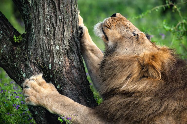 Высокая оценка: «Африканский лев», Ндуту, национальный парк Серенгети, Танзания / © Gian Luigi Fornari Lanzetti