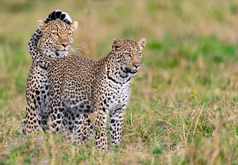 Высокая оценка: «Африканские леопарды», заповедник Оларе Мотороги, национальный заповедник Масаи Мара, Кения / © Ian Mears