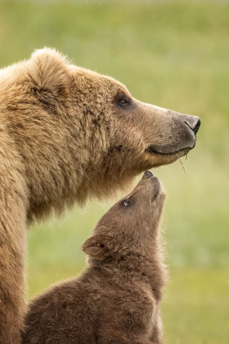 Высокая оценка: «Бурый медведь и его детеныш», национальный парк Катмай, Аляска, США / © Jennifer Smith
