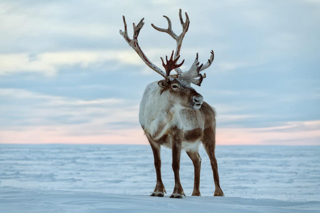 Северный олень (Rangifer tarandus)