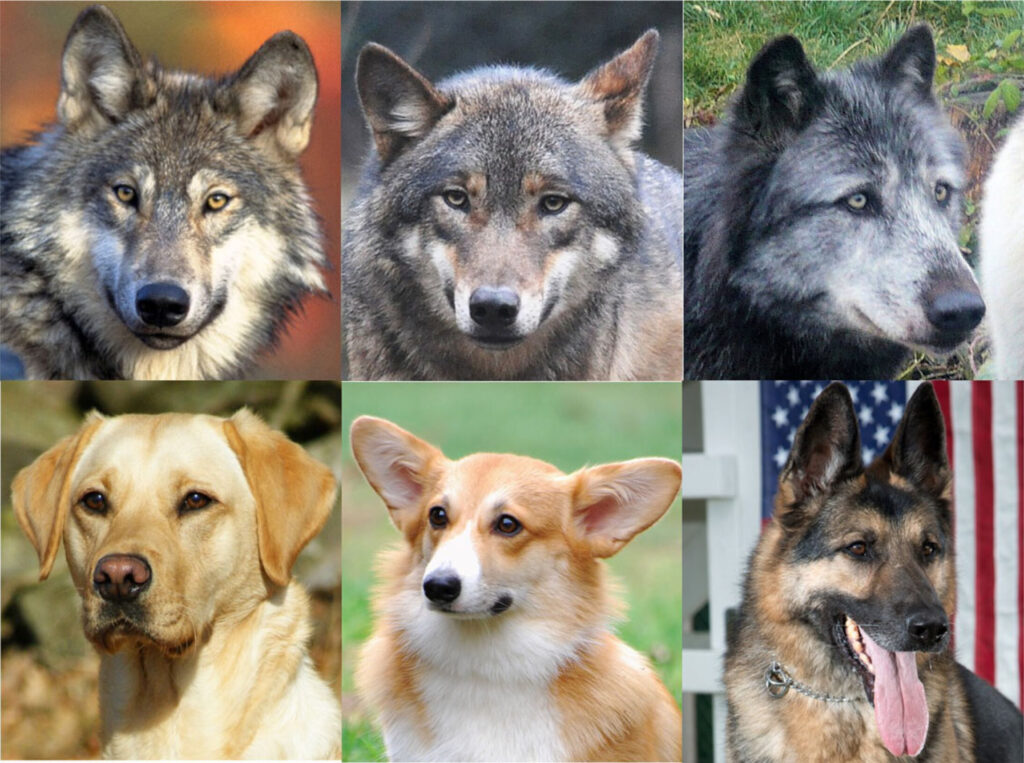 На фото видно, что у волков глаза гораздо светлее, чем у собак / © Royal Society Open Science